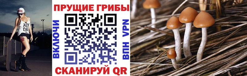магазин продажи наркотиков  Сорочинск  сайты даркнета клад  Псилоцибиновые грибы MAGIC MUSHROOMS 
